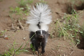 Striped skunk (Mephitis mephitis), juvenile, captive, occurrence in North America