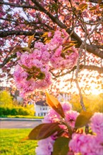 Close-up of pink cherry blossoms in front of a blurred background, spring, Calw, Black Forest,