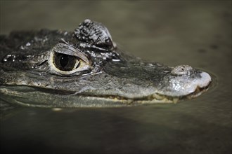 Crocodile caiman or northern spectacled caiman (Caiman crocodilus), juvenile, captive, occurring in