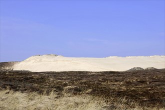 Sylt, North Frisian Island, Schleswig Holstein, Sand dunes under a blue sky next to a heath