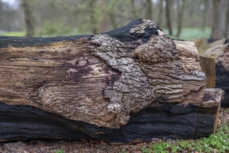 Tree bark from a fallen tree in the castle park, Ludwigslust, Mecklenburg-Vorpommern, Germany,