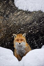 Red fox (Vulpes vulpes) sitting in the snow under rock face in the mountains in winter during