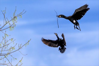 Great cormorant (Phalacrocorax carbo) in flight with twig in beak for building nest, landing in
