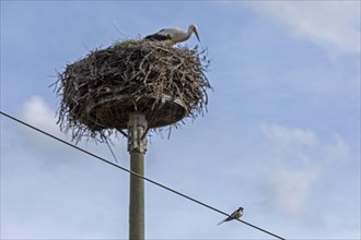 Stork observing swallow on telephone cable, stork nest, Neu Garge, Lower Saxony, Germany, Europe