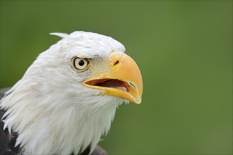 Bald eagle (Haliaeetus leucocephalus) calling, portrait, captive, occurrence in North America