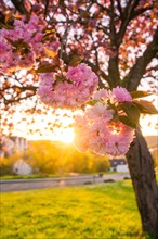 Pink cherry blossoms backlit by the setting sun with radiant light, spring, Calw, Black Forest,