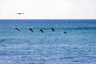 Beach at Poneloya, Las Penitas, Leon, Nicaragua, Pelicans in formation over the sea, a natural