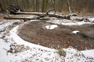 Rotbach, near-natural stream, beech forest, with ice and snow, between Bottrop and Oberhausen, Ruhr