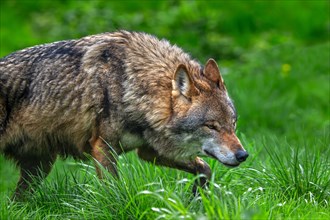 Solitary Eurasian wolf, grey wolf (Canis lupus lupus) hunting and stalking prey in meadow, pasture.