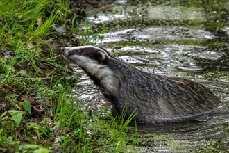 European badger, Eurasian badger (Meles meles) female wading through shallow water of brook,