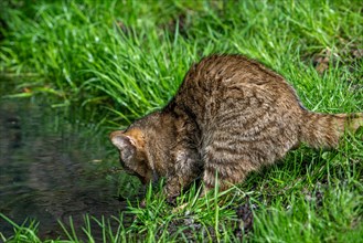 Hunting European wildcat, wild cat (Felis silvestris silvestris) catching fish, frog in water of