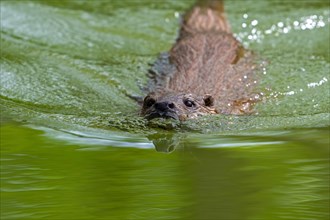 Close-up of Eurasian otter, European river otter (Lutra lutra) swimming in pond, stream