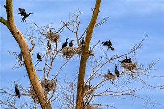 Breeding colony of great cormorants (Phalacrocorax carbo) nesting in dead tree in wetland,