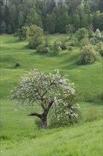 Blossoming fruit tree in the Swabian-Franconian Forest nature park Park, spring, Limpurger Berge,