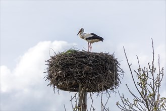 Stork, stork's nest, Neu Garge, Lower Saxony, Germany, Europe