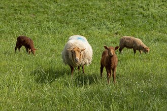 Ewe, lambs, brown, sheep, Elbe dike near Bleckede, Lower Saxony, Germany, Europe