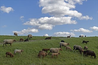 Flock of sheep, sheep, lambs, white, black, brown, Elbe dike near Bleckede, Lower Saxony, Germany,