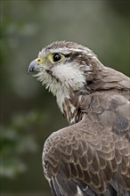 Lanner or Lanner falcon (Falco biarmicus), portrait, captive, occurrence in Africa