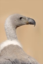 White-backed vulture (Gyps africanus), portrait, captive, occurrence in Africa