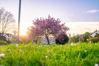 A blossoming tree and a meadow covered with daisies against the backdrop of a picturesque sunset in
