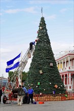 Granada, Nicaragua, People decorating a large outdoor Christmas tree, Central America, Central