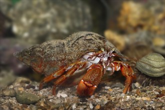 Common hermit crab (Pagurus bernhardus, Eupagurus bernhardus), underwater, captive, North