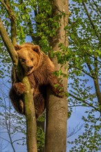 European brown bear (Ursus arctos) climbing tree in forest in evening light
