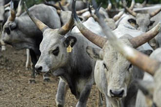 Hungarian steppe cattle, Laszlomajor Meierhof, Sarrod, Fertoe-Hansag National Park, Hungary, Europe