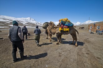 Start of an expedition with two camels to transport luggage in front of mountain peaks in the