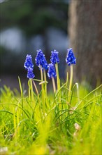 Macro photograph of grape hyacinths blooming in fresh spring grass, spring, Calw, Black Forest,