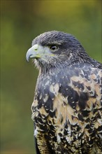 Andean buzzard or black-chested buzzard-eagle (Geranoaetus melanoleucus), immature, portrait,