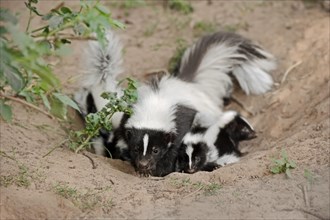 Striped skunk (Mephitis mephitis), female with young at the burrow, captive, occurrence in North