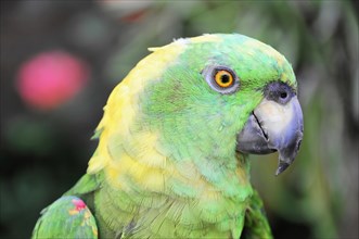 Ometepe Island, Nicaragua, portrait of a green parrot (Ara ambigua), with yellow accents in the