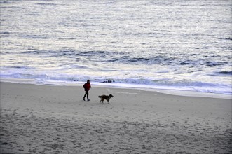 Beach at Dikjen Deel, person walking with dog along the beach next to the sea, Sylt, North Frisian