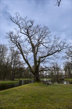 Trees by a pond in the castle park, Ludwigslust, Mecklenburg-Vorpommern, Germany, Europe