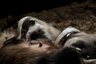 European badger sow, female (Meles meles) suckling litter of cubs in underground chamber of badger