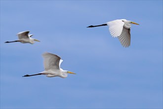 Three great white egrets, great egret (Ardea alba) in non-breeding plumage flying against blue sky