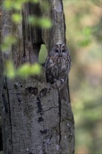 Tawny owl (Strix aluco) in a tree trunk, Wittlich, Eifel, Rhineland-Palatinate, Germany, Europe