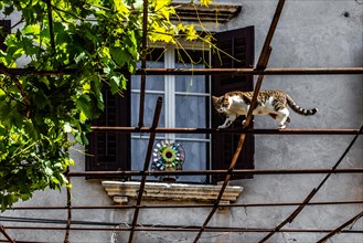Alstadtgasse with climbing cat, harbour town Koper on the Adriatic coast, Slovenia, Koper,