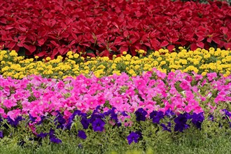 China, Beijing, Forbidden City, UNESCO World Heritage Site, close-up of a magnificent flower bed