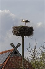 Stork, stork's nest, gable, horse heads, Neu Garge, Lower Saxony, Germany, Europe
