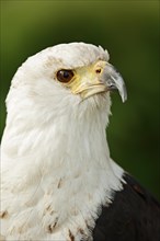 African fish eagle (Haliaeetus vocifer), portrait, captive, occurrence in Africa