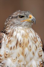 Ferruginous hawk (Buteo regalis), portrait, captive, occurrence in North America