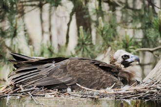 Cinereous vulture (Aegypius monachus) breeding on the nest, captive, Germany, Europe