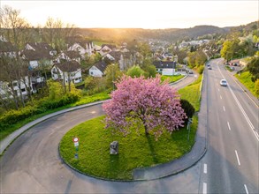 A blossoming tree in the middle of a roundabout in a suburban location, captured in the light of