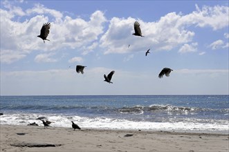 Beach near Poneloya, Las Penitas, Leon, Nicaragua, Several birds flying in the sunny sky over the