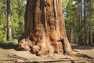 Sequoia trees in Mariposa Grove, Yosemite National Park, California, United States, USA, Yosemite