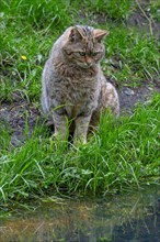 European wildcat, wild cat (Felis silvestris silvestris) sitting on pond shore, lake bank looking