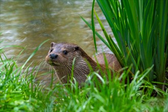 Eurasian otter, European river otter (Lutra lutra) on lake shore, pond bank. Captive
