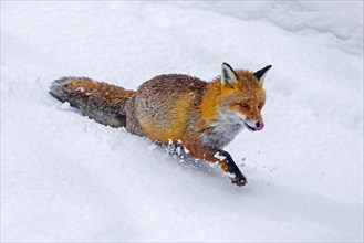 Red fox (Vulpes vulpes) foraging in deep snow in winter